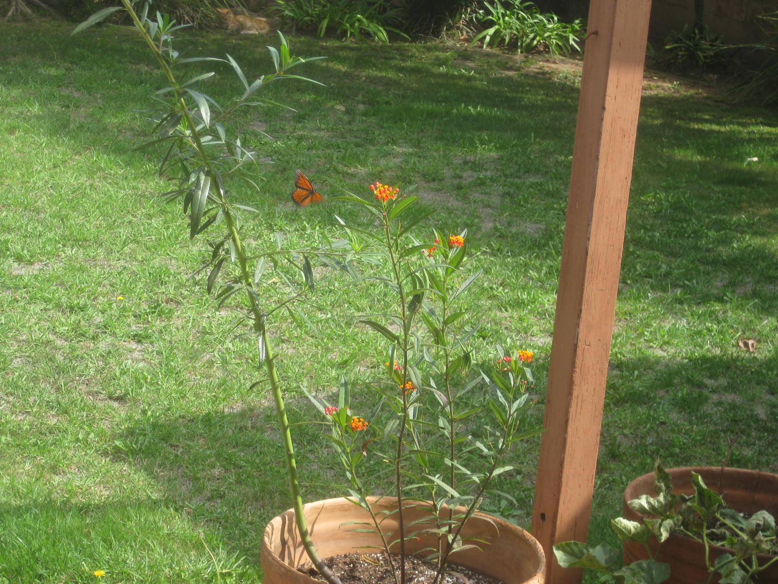 Photo/Movie of monarch laying eggs on milkweed