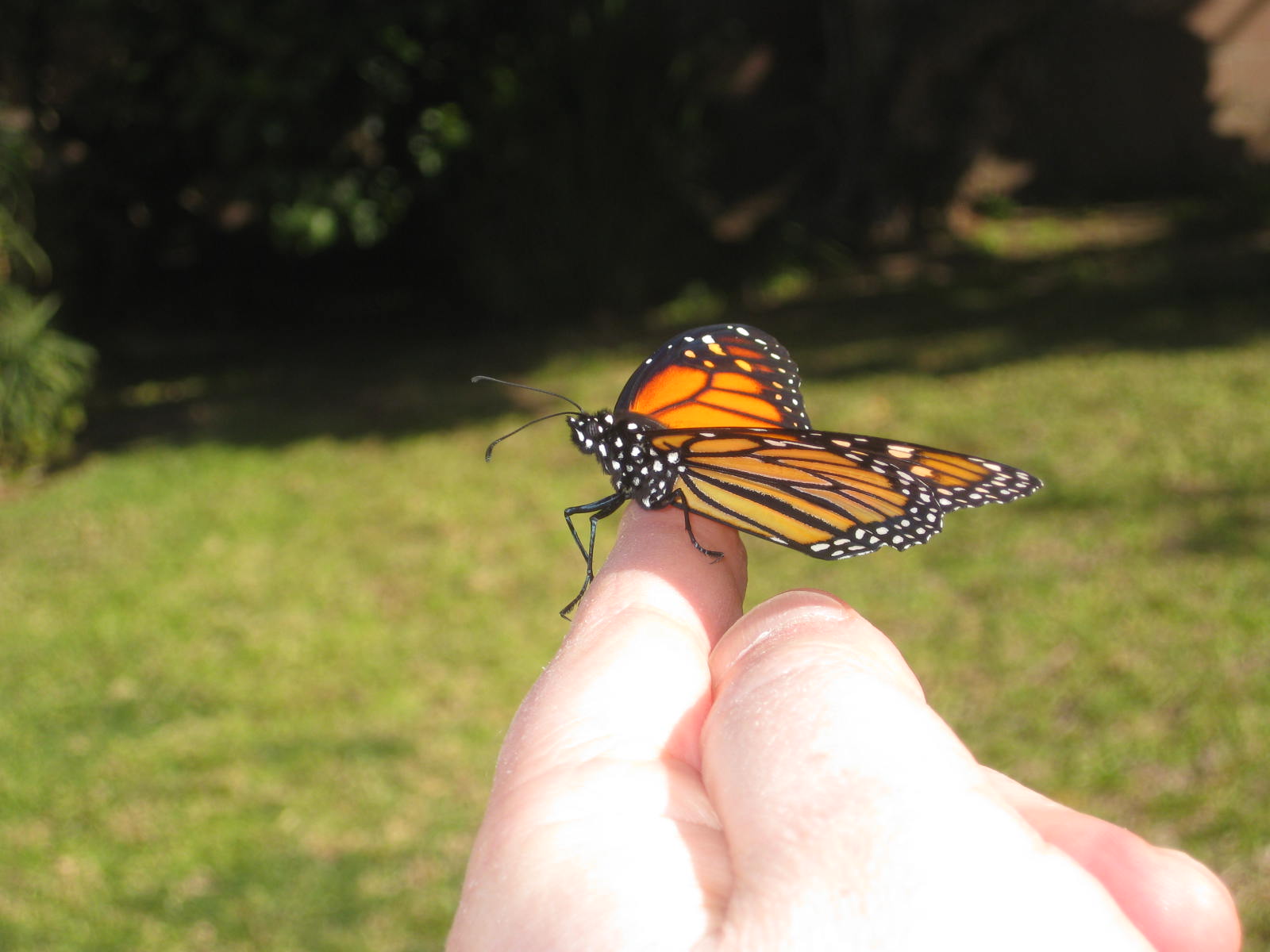 Photo/Movie of butterfly release