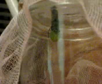 Photo/Movie of butterfly emerging from chrysalis